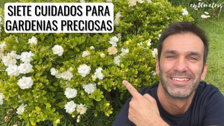 Consejos de Jardineros para Cultivar Jardines de Interior en Vigo