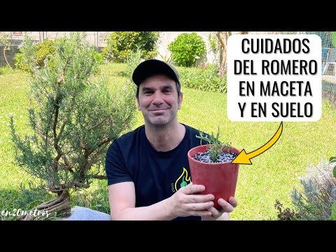 Descubre la Mejor Tienda de Plantas Aromáticas en Vigo