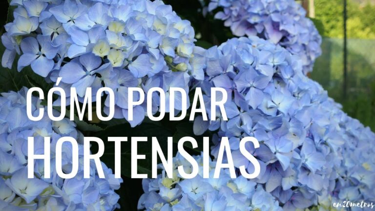 Guía para Podar Plantas en Vigo en el Momento Ideal