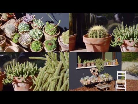 Diseño de Jardines de Suculentas en Vigo: Ideas Creativas