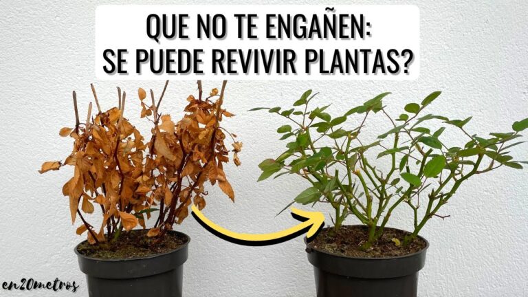 Consejos Esenciales para el Cuidado de Jardines Verticales en Vigo