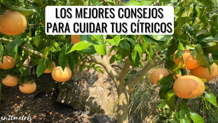 Guía de poda profesional en Vigo para la primavera