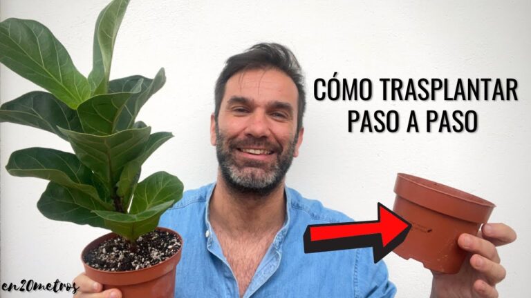 Ideas Creativas para Macetas Decorativas en Jardinería en Vigo