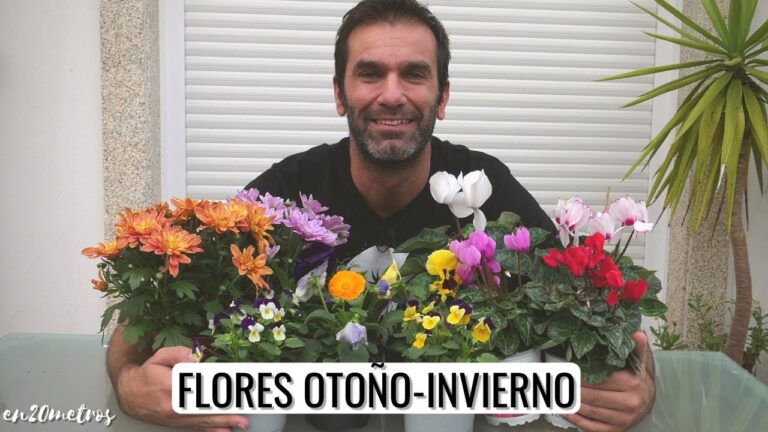 Variedad de Plantas de Interior en la Floricultura de Vigo