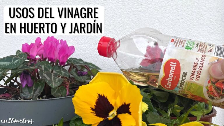 Consejos Efectivos para Combatir Plagas en Jardines de Vigo