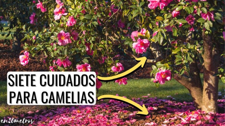 Consejos Esenciales para Cuidar Flores Dobles en Vigo